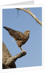 savanna hawk perched by Anonymous
