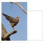 savanna hawk perched by Anonymous