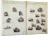 16th century manuscript depicting Portuguese fleet by Anonymous