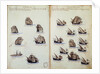 16th century manuscript depicting Portuguese fleet by Anonymous