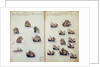 16th century manuscript depicting Portuguese fleet by Anonymous