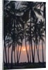 Palm Tree Sunset by Anonymous