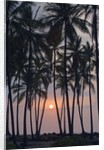 Palm Tree Sunset by Anonymous