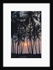 Palm Tree Sunset by Anonymous
