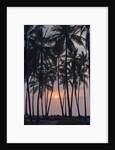 Palm Tree Sunset by Anonymous