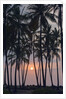 Palm Tree Sunset by Anonymous