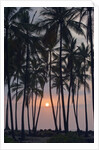 Palm Tree Sunset by Anonymous
