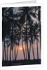 Palm Tree Sunset by Anonymous