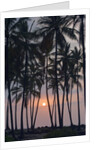 Palm Tree Sunset by Anonymous