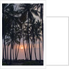 Palm Tree Sunset by Anonymous