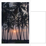 Palm Tree Sunset by Anonymous