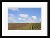 Vineyards near Poggio alle Mura by Anonymous