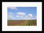 Vineyards near Poggio alle Mura by Anonymous