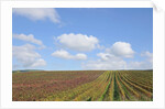 Vineyards near Poggio alle Mura by Anonymous