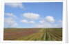 Vineyards near Poggio alle Mura by Anonymous