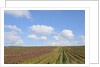 Vineyards near Poggio alle Mura by Anonymous