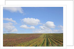 Vineyards near Poggio alle Mura by Anonymous
