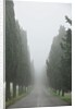 Road to Panna by Anonymous