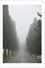 Road to Panna by Anonymous