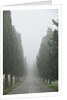 Road to Panna by Anonymous