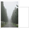 Road to Panna by Anonymous