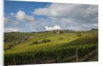 Vineyards near Panzano by Anonymous