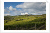 Vineyards near Panzano by Anonymous