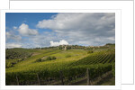 Vineyards near Panzano by Anonymous