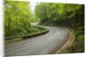 Road to Badia a Coltibuono by Anonymous