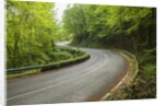 Road to Badia a Coltibuono by Anonymous