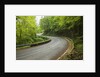 Road to Badia a Coltibuono by Anonymous