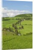 The famous road near Monticchiello by Anonymous
