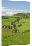 The famous road near Monticchiello by Anonymous