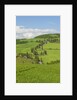 The famous road near Monticchiello by Anonymous