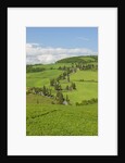 The famous road near Monticchiello by Anonymous