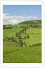 The famous road near Monticchiello by Anonymous