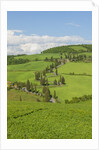 The famous road near Monticchiello by Anonymous