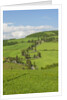 The famous road near Monticchiello by Anonymous
