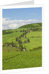 The famous road near Monticchiello by Anonymous