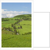 The famous road near Monticchiello by Anonymous