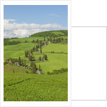 The famous road near Monticchiello by Anonymous