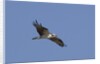 Osprey in flight by Anonymous