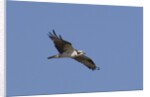 Osprey in flight by Anonymous