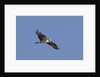 Osprey in flight by Anonymous