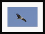 Osprey in flight by Anonymous