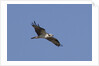 Osprey in flight by Anonymous