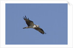 Osprey in flight by Anonymous