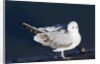 Bonaparte's Gull by Anonymous