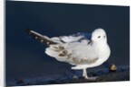Bonaparte's Gull by Anonymous