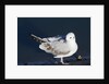 Bonaparte's Gull by Anonymous